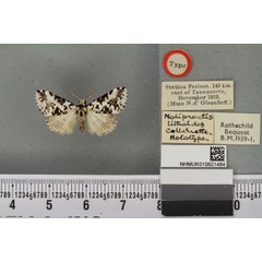 /filer/webapps/moths/media/images/L/lithoides_Noliproctis_HT_BMNHa.jpg