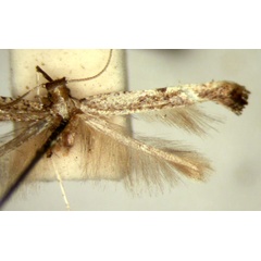 /filer/webapps/moths/media/images/T/titanitis_Caloptilia_HT_TMSA2599.jpg