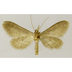 /filer/webapps/moths/media/images/P/prosartema_Idaea_PTM_ZSMb.jpg