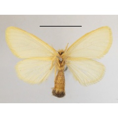 /filer/webapps/moths/media/images/P/pygmaea_Euproctis_AF_MGCLb_02.jpg