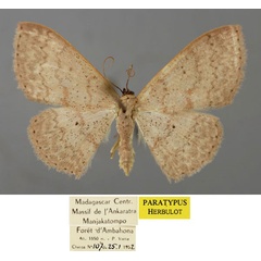 /filer/webapps/moths/media/images/S/sanguinifissa_Scopula_PT_ZSM_01.jpg