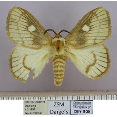 /filer/webapps/moths/media/images/O/ocellaris_Strigivenifera_HT_ZSM.jpg