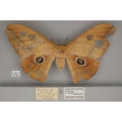 /filer/webapps/moths/media/images/A/acetes_Saturnia_HT_OUMNH_01.jpg