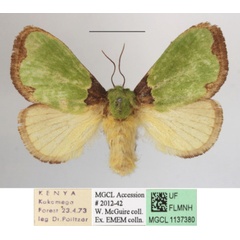 /filer/webapps/moths/media/images/U/urda_Latoia_A_MGCLa_01.jpg