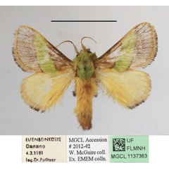 /filer/webapps/moths/media/images/C/concavata_Parasa_A_MGCLa_02.JPG