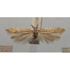 /filer/webapps/moths/media/images/A/antizyga_Dichomeris_STM_TMSA.jpg