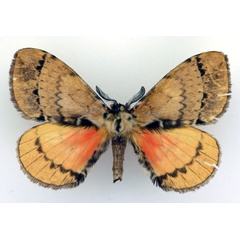 /filer/webapps/moths/media/images/M/magambana_Murphyana_AM_Basquin.jpg