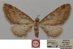Eupithecia jacksoni
