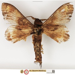 /filer/webapps/moths/media/images/P/producta_Lebeda_HT_NHMUK.jpg