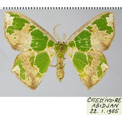 /filer/webapps/moths/media/images/V/viridimacula_Archichlora_AM_ZSM_02.jpg