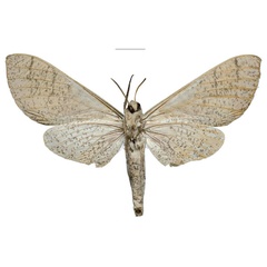 /filer/webapps/moths/media/images/U/ukambaniensis_Neoclanis_PTF_ZSMb.jpg