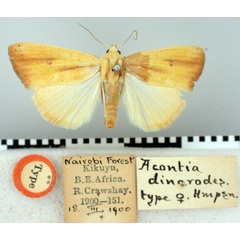 /filer/webapps/moths/media/images/D/dinarodes_Acontia_HT_BMNH.jpg