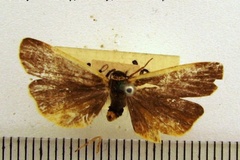 Eubaphilema sarceola