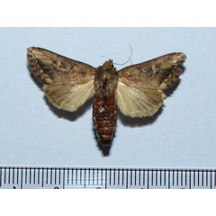 /filer/webapps/moths/media/images/F/fusca_Busseola_A_Goff.JPG