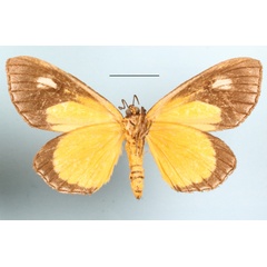 /filer/webapps/moths/media/images/M/marshalli_Paratuerta_A_MGCLb_01.JPG