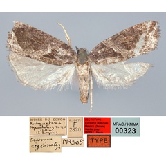 /filer/webapps/moths/media/images/R/regionalis_Eucosma_LT_RMCA.jpg