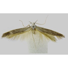 /filer/webapps/moths/media/images/C/centrafricana_Coleophora_PTM_Baldizzone.jpg