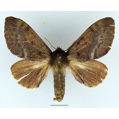 /filer/webapps/moths/media/images/N/nigrosparsata_Closterothrix_AF_Basquin_01.jpg