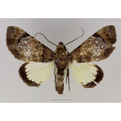 /filer/webapps/moths/media/images/M/magnifica_Amblyprora_AM_Basquin_01.jpg