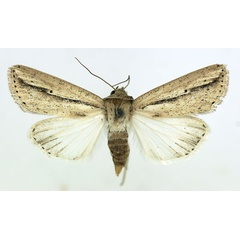 /filer/webapps/moths/media/images/M/melianoides_Mythimna_AM_ISEA.jpg