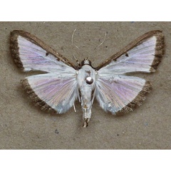 /filer/webapps/moths/media/images/E/elealis_Palpita_A_Butler.jpg