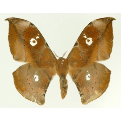/filer/webapps/moths/media/images/C/crystallinum_Orthogonioptilum_AF_Basquin.jpg