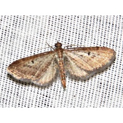 /filer/webapps/moths/media/images/I/infelix_Eupithecia_A_Braun..jpg