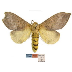 /filer/webapps/moths/media/images/H/hintzi_Leptometa_HT_MfN.jpg