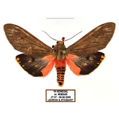 /filer/webapps/moths/media/images/I/irregularis_Teracotona_AM_Legrain_02.jpg