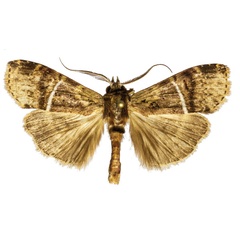 /filer/webapps/moths/media/images/A/albolineata_Gargettoscrancia_AM_ZMJU.jpg