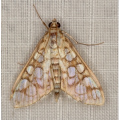 /filer/webapps/moths/media/images/A/annuliferalis_Cynaeda_A_Heyns_01.JPG.jpg