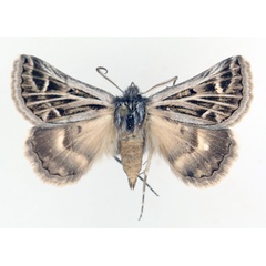 /filer/webapps/moths/media/images/A/albivenata_Euonychodes_AF_TMSA_01.jpg