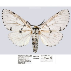 /filer/webapps/moths/media/images/C/cameroona_Cerurina_AF_ANHRT.jpg