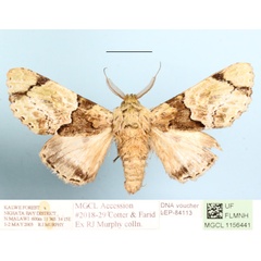 /filer/webapps/moths/media/images/D/dukei_Thiacidas_A_MGCLa_01.jpg