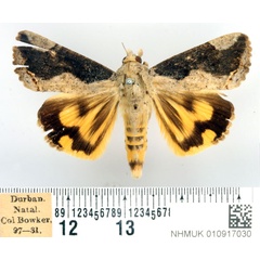 /filer/webapps/moths/media/images/R/rostrata_Hypocala_AF_BMNH_02.jpg