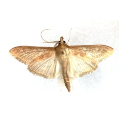 /filer/webapps/moths/media/images/C/caffralis_Crocidophora_AM_Agassiz.jpg