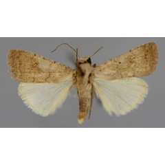 /filer/webapps/moths/media/images/S/singula_Athetis_A_RMCA_01.jpg