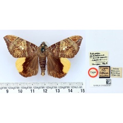 /filer/webapps/moths/media/images/C/cinereovirescens_Achaea_HT_BMNH.jpg