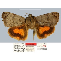 /filer/webapps/moths/media/images/P/paulianii_Hyblaea_HT_MNHNa.jpg