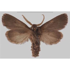 /filer/webapps/moths/media/images/N/nigra_Sciomesa_HT_MNHNb.jpg