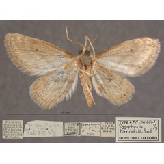 /filer/webapps/moths/media/images/T/tornisecta_Scopula_HTM_OUMNHb_01.jpg