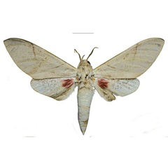 /filer/webapps/moths/media/images/P/politzari_Neoclanis_PTM_ZSM_05.jpg