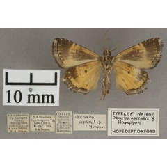 /filer/webapps/moths/media/images/A/apicalis_Ozarba_PT_OUMNHb_01.jpg