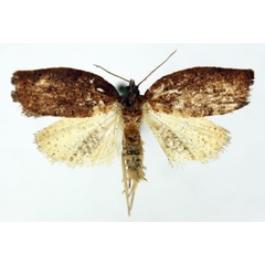 /filer/webapps/moths/media/images/M/meridionana_Epichoristodes_AM_ISEA_03.jpg