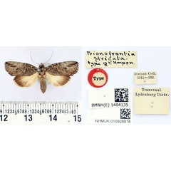 /filer/webapps/moths/media/images/S/strigata_Prionofrontia_HT_BMNH.jpg