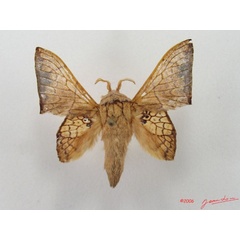 /filer/webapps/moths/media/images/W/weberi_Weberolegra_A_Alberta_02.jpg