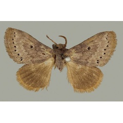 /filer/webapps/moths/media/images/C/cinerea_Haplopacha_AF_BMNH.jpg