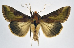 /filer/webapps/moths/media/images/O/orichalcea_Trichoplusia_AM_NHMO.jpg