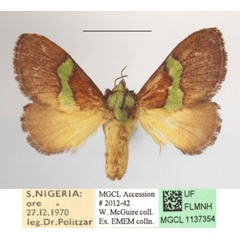 /filer/webapps/moths/media/images/M/mesochloris_Parasa_MGCLa_01.JPG