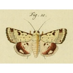 /filer/webapps/moths/media/images/C/charmione_Heliothis_Stoll_36_10.jpg